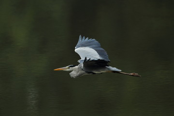 ◆アオサギの飛翔シーン
湖◆ Flight scene of the heron
It is the scene of the heron flying in the surface of a lake.面を飛ぶアオサギのシーンです。