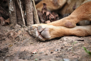 Dog foot