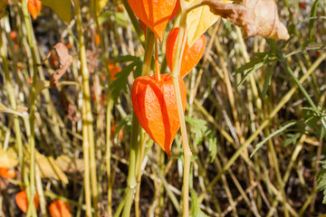 Lampionblume (Physalis alkekengi)