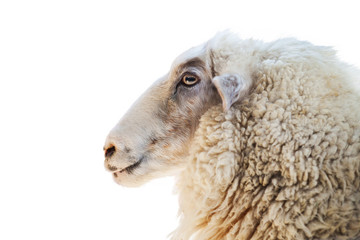 Close up of a sheep isolated on white background
