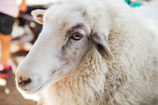 Close up of sheep face in county fair, Los Angeles, California