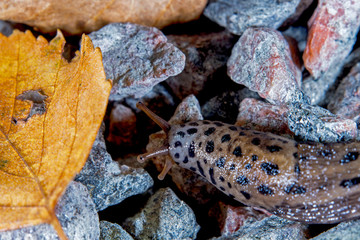 leopard slug