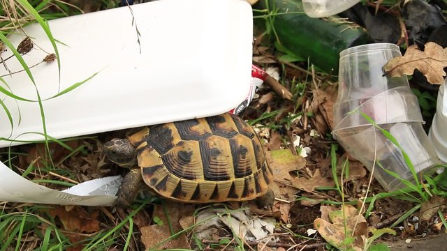 plastik atıklar ve hayvan