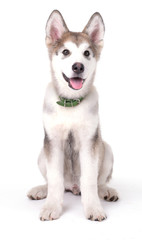 Cute Malamute puppy sitting isolated on white