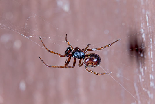 Small spider