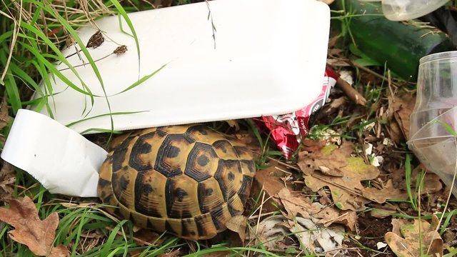 doğaya atılan &ccedil;&ouml;pler ve hayvanlar