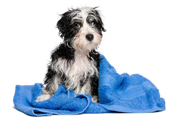 Cute wet havanese puppy after bath is sitting on a blue towel