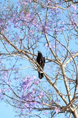 Crow Sitting on Jacaranda Tree