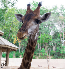 Giraffe in front chiangmai zoo in thailand
