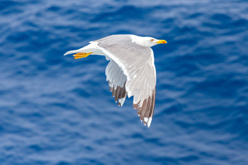 flying lessons with seagull