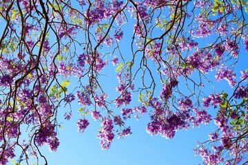 Jacaranda Flowers