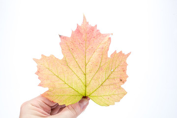 Herbstblätter und Kürbisse
