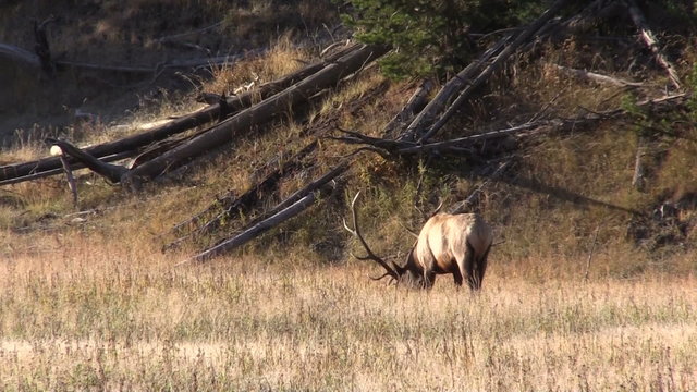 Bull Elk in Meadow in the Fall Rut