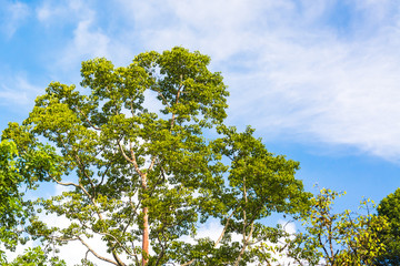 tree and sky