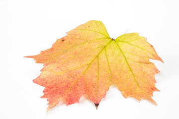 Herbstblätter und Kürbisse