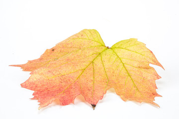 Herbstblätter und Kürbisse