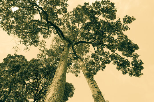 tree, old  picture  style