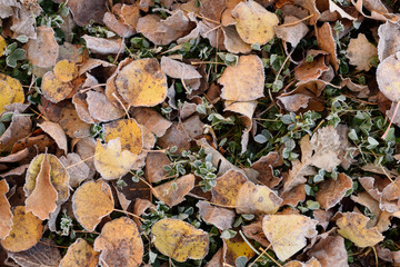 Frosted Aspen (Populus tremuloides) Leaves on Cold Fall Morning