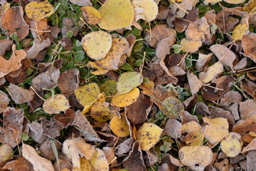 Frosted Aspen (Populus tremuloides) Leaves in Fall
