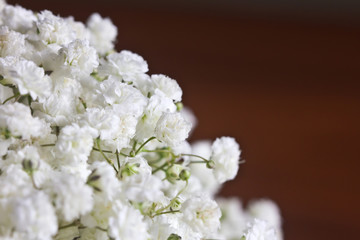 Baby's breath flowers on brown background