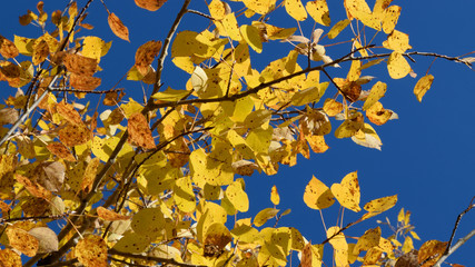 Golden Aspen (Populus tremuloides) on Sunny Fall Day