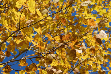 Quaking Aspen (Populus tremuloides) Showing Fall Colors