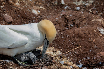 Northern gannet and chick on Bonaventure Island near to Perce, Quebec, Canada. 