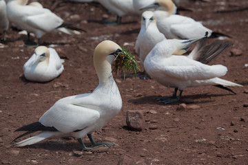 Northern Gannet pairs building nest in Bonaventure Island, Perce, Gaspe, Quebec, Canada.