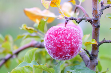 Frost on autumn apple