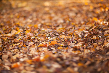 Bright yellow autumn leaves