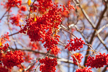 Rowan against the blue sky on a sunny day