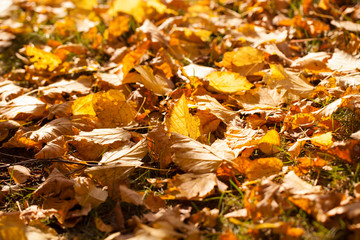 Bright yellow autumn leaves
