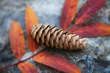 Pine cone lies near the leaf