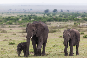 Fototapeta na wymiar An African Elephants (loxodonta) is walking with two baby elephants in Amboseli National Park, Kenya, East Africa. 