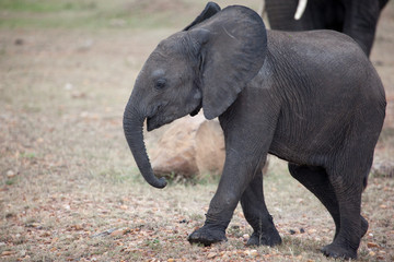 Naklejka na ściany i meble Baby African elephant with its mother’s, Masai Mara, Kenya, 