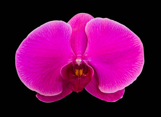 Naklejka na ściany i meble Pink streaked orchid flower, isolated on black background
