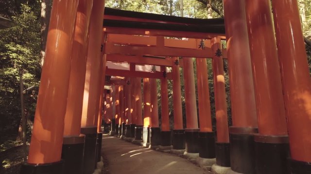 Point-of-view walk through the famous orange gates at Fushimi Inari Shinto shrine in Kyoto, Japan. Shot with motorized gimbal for smooth, floating motion