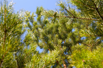 Fototapeta na wymiar Green spruce branch close up.The nature Park.Selective focus