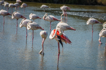 Pink Flamingo (Phoenicopterus ruber) in Camargue, France