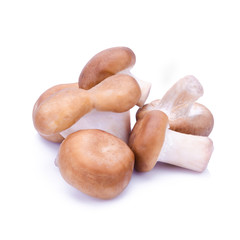 Shiitake mushroom on the White background