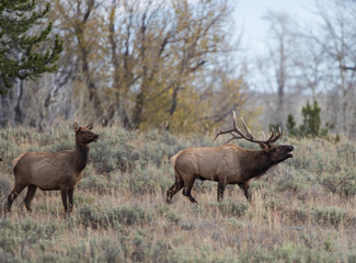 Naklejka na ściany i meble Male and Female Elk