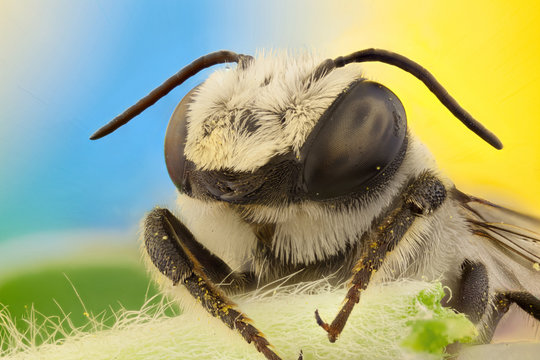 Primer plano de una abeja blanca.