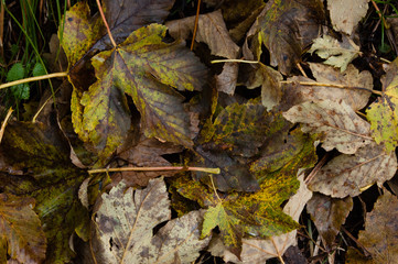 leaves