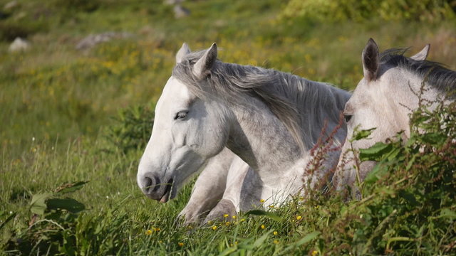 Two white horses resting in a green meadow, with a breeze. HD 1080p slow motion.