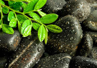 Obraz na płótnie Canvas beautiful spa concept of green leaf on zen basalt stones 