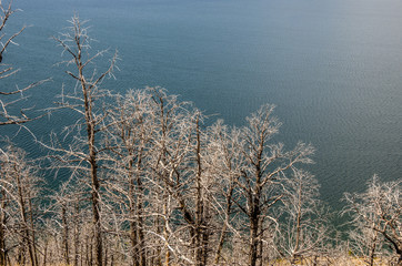 Bare Trees Along a Lake with space for your message