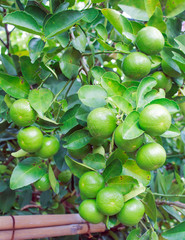 green lemon on Tree