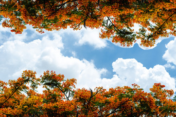 Fototapeta na wymiar frame orange flowers on a background sky