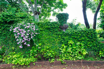 Green leaf wall background