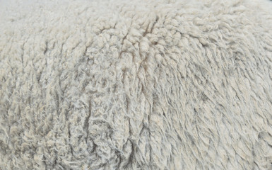 Sheepskin Background